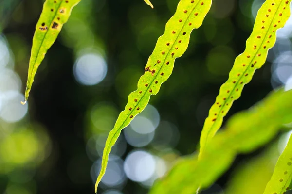 Fern, fern yaprak, yakın-up fern, doğa