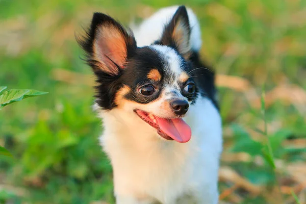 Chihuahua, şirin, Evcil Hayvan, köpek yavrusu,.