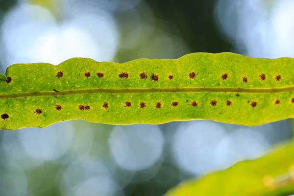 Fern,fern leaf,close-up fern,nature — Stock Photo, Image