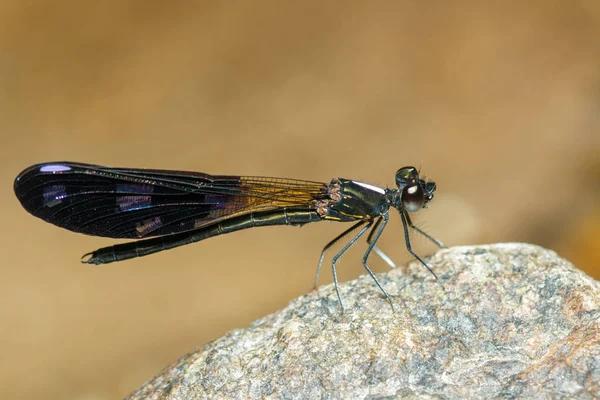 Libelle bunt, Libelle, Insekt. — Stockfoto