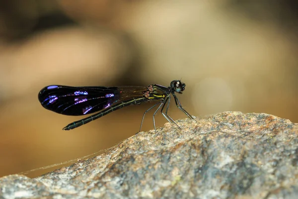 Dragonfly barevné, Dragonfly, hmyz. — Stock fotografie