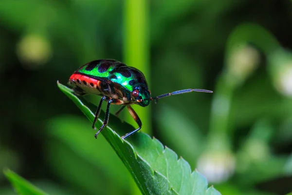 Insectos coloridos, Insectos . — Foto de Stock