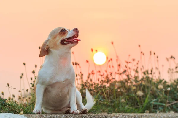 Chihuahua , cute,puppy, pet, dog. — Stock Photo, Image