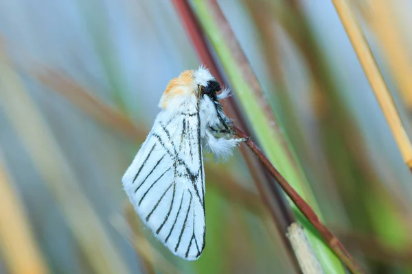 Butterflies, moths,Butterfly.