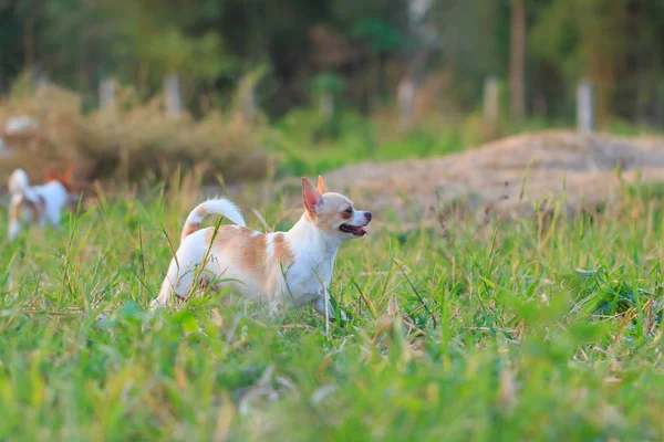 Chihuahua, şirin, Evcil Hayvan, köpek yavrusu,.