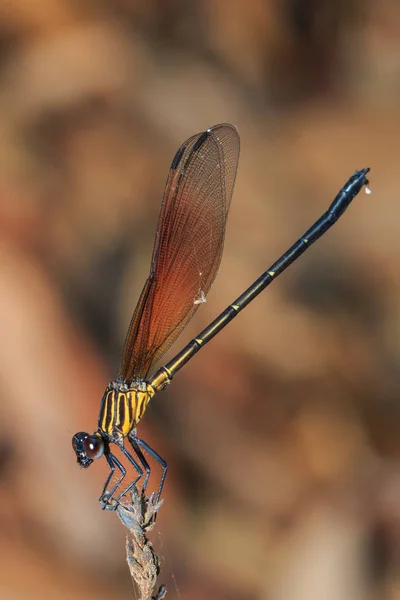 Dragonfly barevné, Dragonfly, hmyz. — Stock fotografie