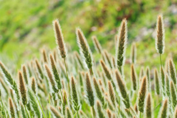 The Feather Pennisetum, The Mission Grass, grama, flores . — Fotografia de Stock