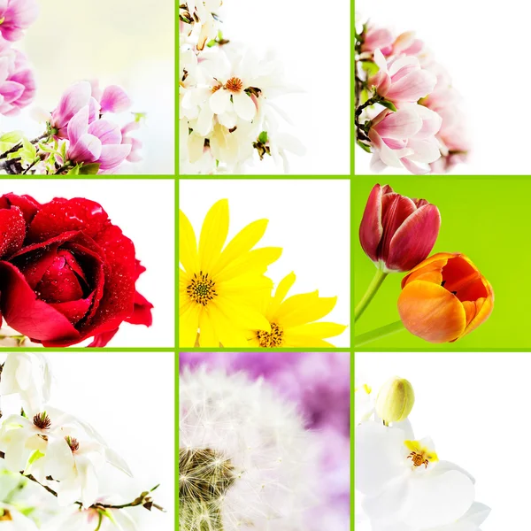 Mosaic of flowers — Stock Photo, Image