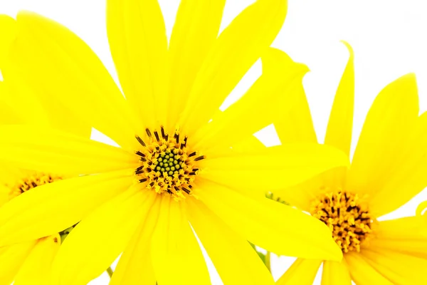 Gele bloem op witte achtergrond — Stockfoto