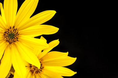 Siyah arkaplanda sarı çiçek