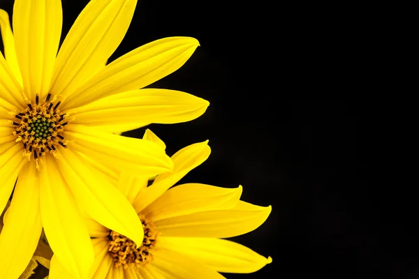 Yellow flower on black background — Stock Photo, Image