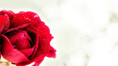 beyaz gökyüzü arka plan üzerinde kırmızı gül