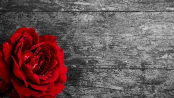 Rote Rose auf schwarzem und weißem Hintergrund — Stockfoto