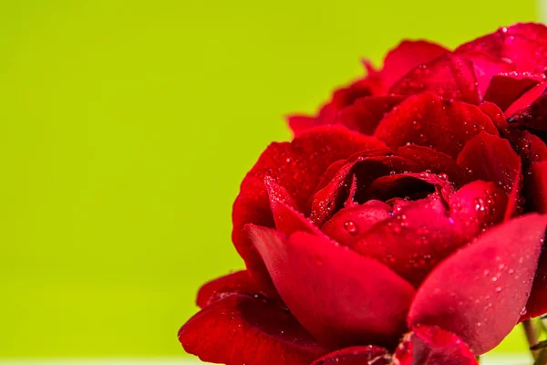 Rote Rose auf grünem Hintergrund — Stockfoto