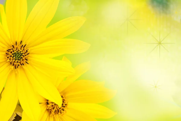 Κίτρινο λουλούδι σε πράσινο φόντο — Φωτογραφία Αρχείου