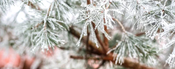 FIR gren täckt med is — Stockfoto