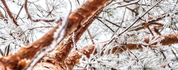 FIR gren täckt med is — Stockfoto