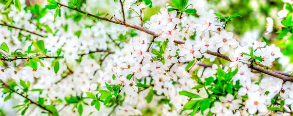 Bäume weiße Blüte, Frühlingszeit — Stockfoto