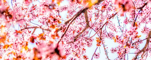 Alberi rosa fioritura, primavera — Foto Stock
