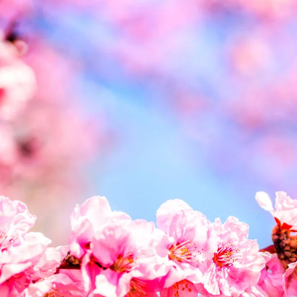 開花は、春の木ピンク — ストック写真