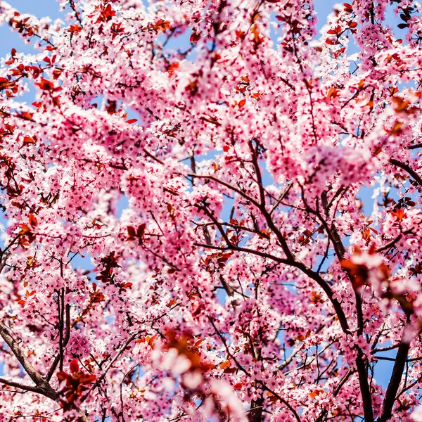 Bäume rosa blühend, Frühlingszeit — Stockfoto