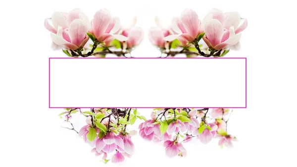 Blossoming magnolia flower frame — Stock Photo, Image