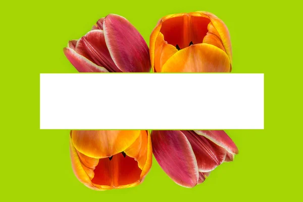 Blossoming tulip flowers frame — Stock Photo, Image