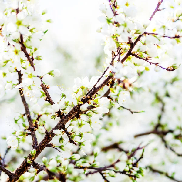 Träd vit blommande, våren — Stockfoto