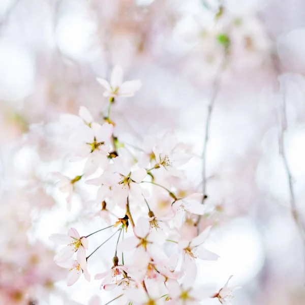Bäume Veilchenblüte, Frühlingszeit — Stockfoto