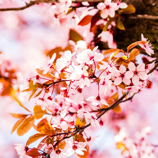 Bomen roze bloei, lente — Stockfoto