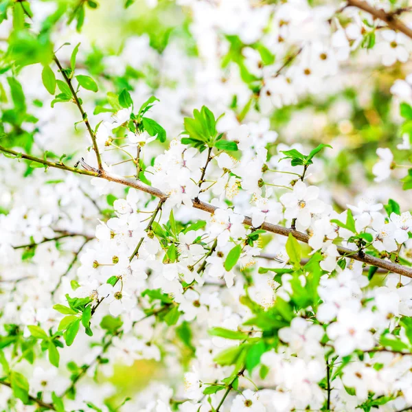 Arbres floraison blanche, printemps — Photo