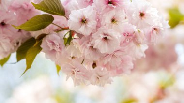 olağanüstü kiraz ağacı yaprakları çiçek