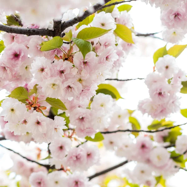 Buitengewone bloeiende kersenboom bloemblaadjes — Stockfoto