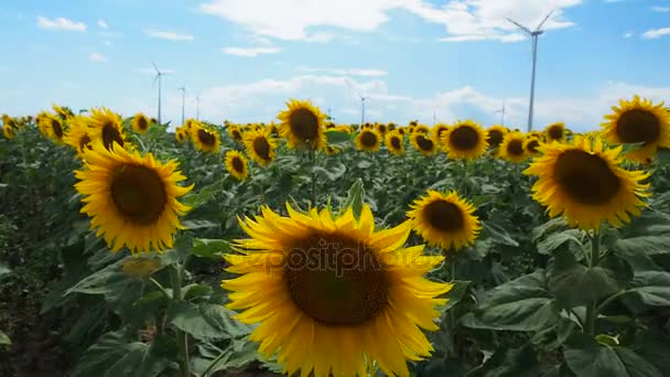 Sunflower field with wind mill in the back — Stock Video