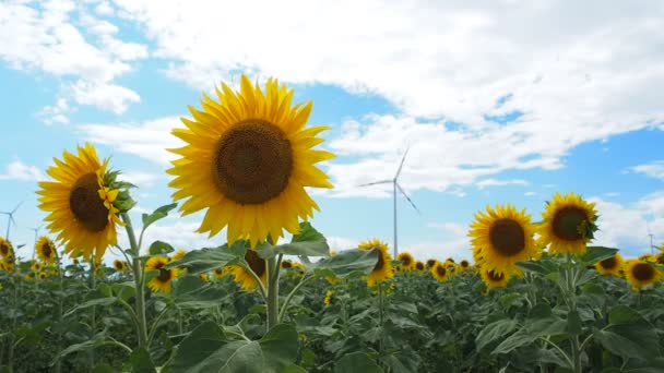 Girassóis campo com turbina eólica no fundo — Vídeo de Stock