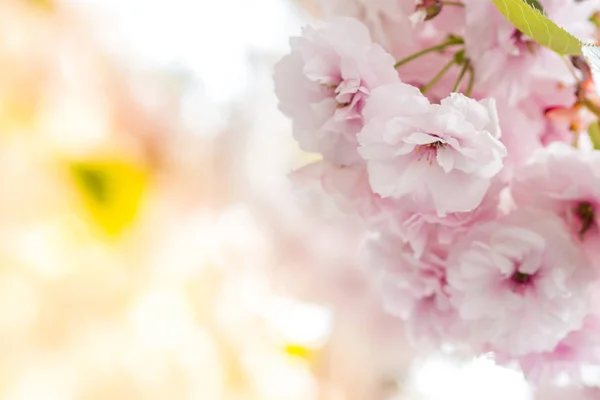 Straordinari petali di ciliegio in fiore — Foto Stock