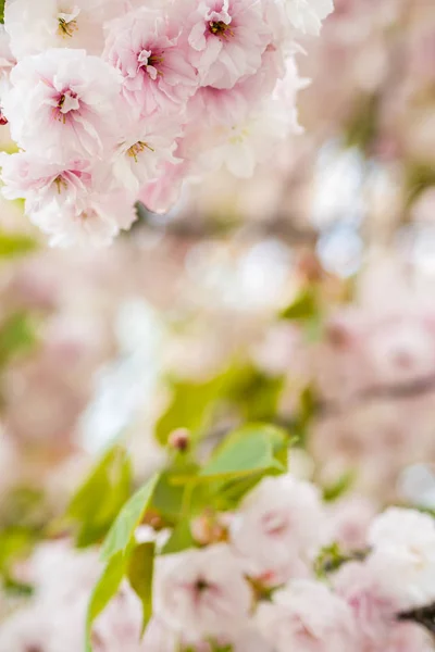 臨時開花桜の木に花びら — ストック写真