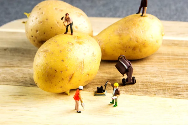 Hartes Team arbeitet daran, die beste Kartoffel möglich zu machen — Stockfoto