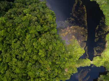 Yağmur ormanlarında Nehri'nin görünümü