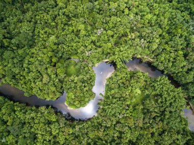 view of river in rainforest clipart