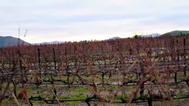 Винодельня Сантьяго — стоковое видео