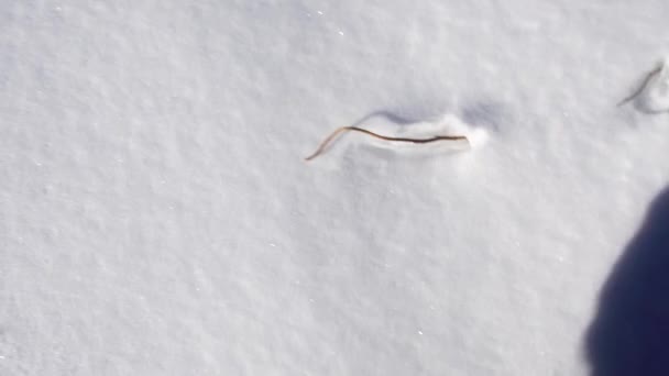 Guardando giù gli stivali che camminano attraverso la neve — Video Stock