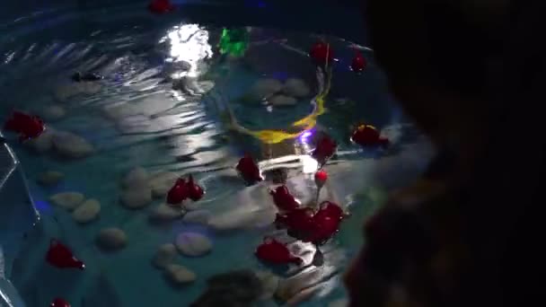 Pessoas na Easy Fishing - um jogo tradicional na festa Junina (Festa Junina) no Brasil — Vídeo de Stock