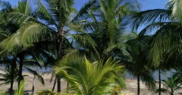 Luchtfoto van Garapocaia Beach in Ilhabela, Brazilië — Stockvideo