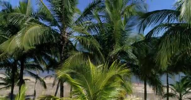 Flygfoto över Garapocaia strand i Ilhabela, Brasilien — Stockvideo