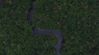 Yağmur ormanlarında, Latin Amerika Nehri'nin havadan görünümü