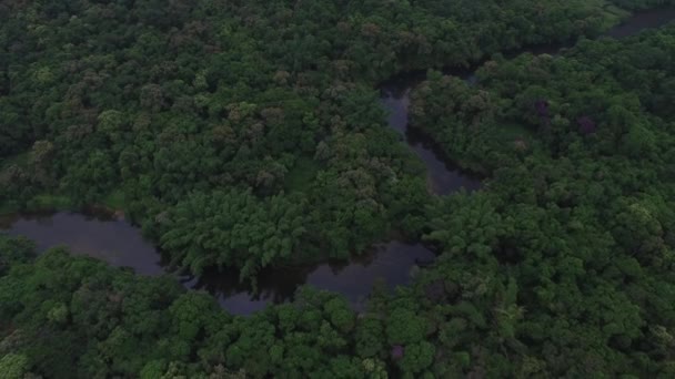 Vue Aérienne D'une Rivière En Forêt Tropicale, Amérique Latine — Video