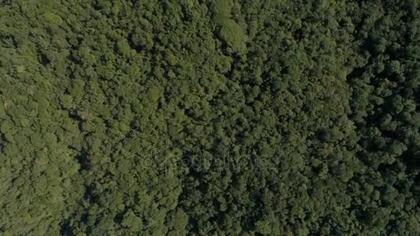 Αεροφωτογραφία των βουνών στο τροπικό δάσος — Αρχείο Βίντεο