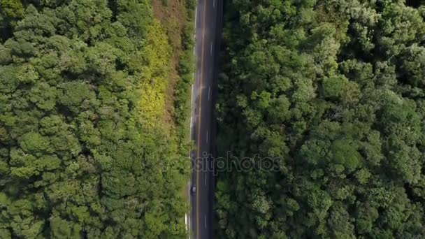 Vista aérea de una carretera y un bosque — Vídeo de stock