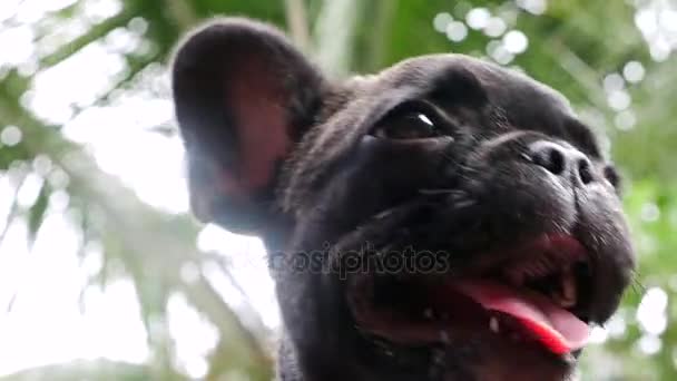 Close-up van baby Franse bulldog — Stockvideo